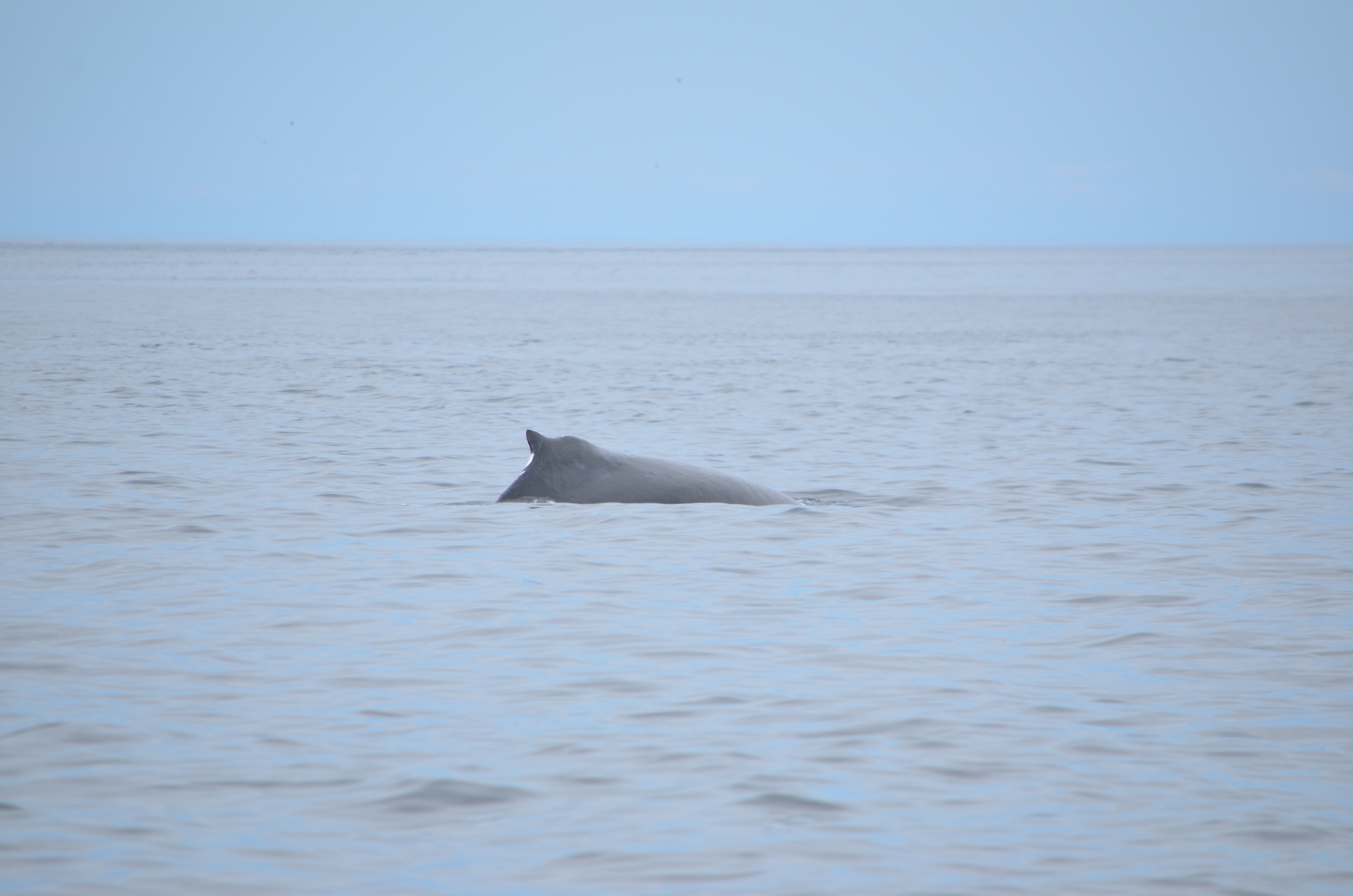 photos/wildlife/Mammal_Species/Humpback Whale/DSC_0189.JPG